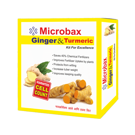 Ginger and Turmeric Kit